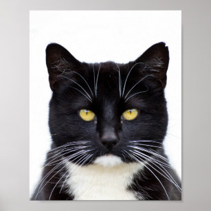 Funny Niedlich Grumpy Black Cat Poster