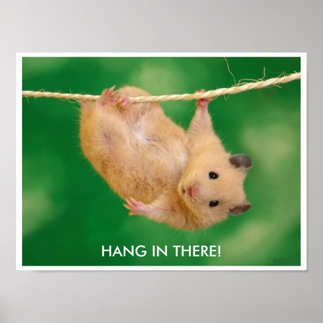 Funny & Niedlich Hamster Poster (Vorne)