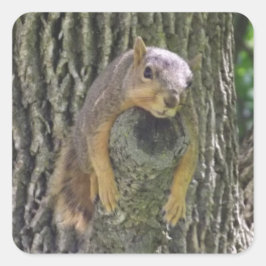 Funny Niedlich Lazy Eichhörnchen in Tree Quadratischer Aufkleber