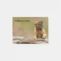 Funny Niedlich Saucy Columbian Ground Eichhörnchen