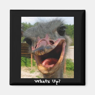 Funny Ostrich Bird Foto Was ist los? Magnet
