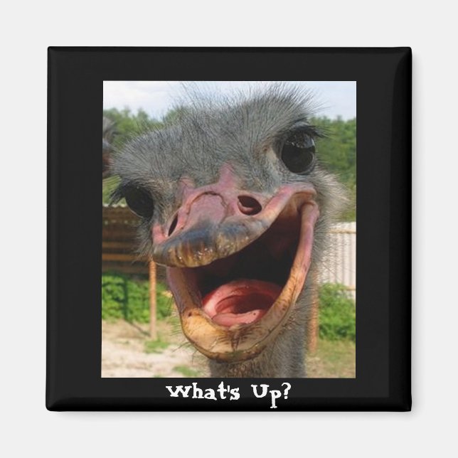 Funny Ostrich Bird Foto Was ist los? Magnet (Vorne)