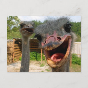 Funny Ostrich Bird Foto Was ist los? Postkarte