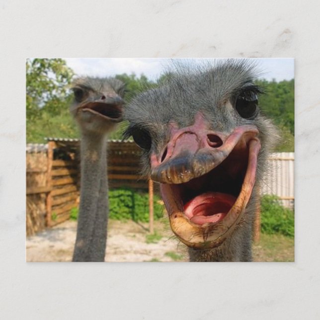 Funny Ostrich Bird Foto Was ist los? Postkarte (Vorderseite)