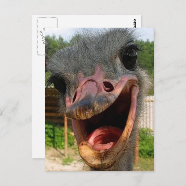 Funny Ostrich Bird Foto Was ist los? Postkarte (Vorne/Hinten)