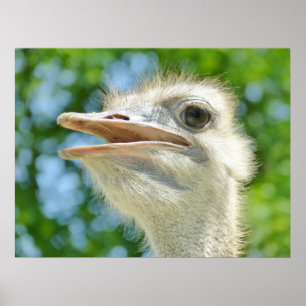 Funny Ostrich Foto Poster