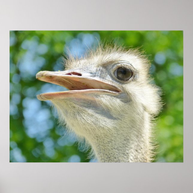 Funny Ostrich Foto Poster (Vorne)