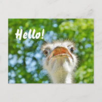 Funny Ostrich - Hallo Postcard