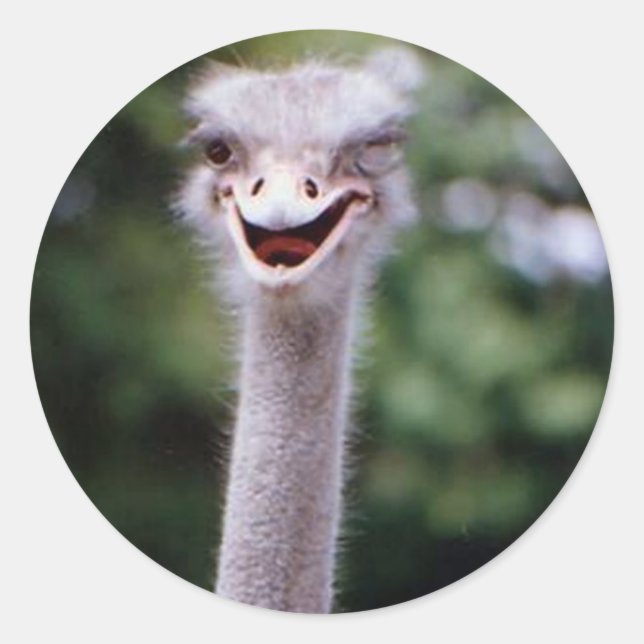 Funny Ostrich Runder Aufkleber (Vorderseite)
