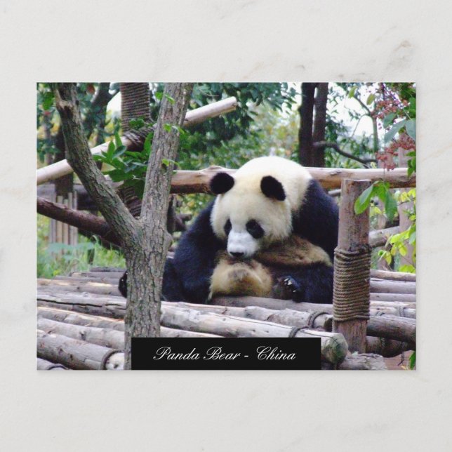 Funny Panda Bear sitzend, Chengdu - China Postkarte (Vorderseite)