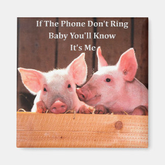 Funny Pig Memes mit lustigen Redewendungen und Zit Magnet