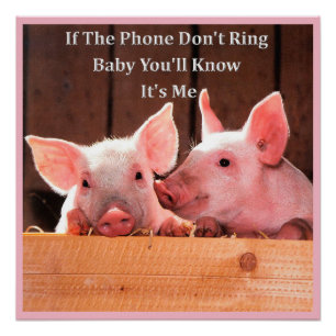 Funny Pig Memes mit lustigen Schweine Redewendunge Poster