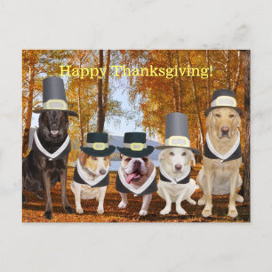 Funny Pilgrim Dogs Thanksgiving Post Feiertagspostkarte