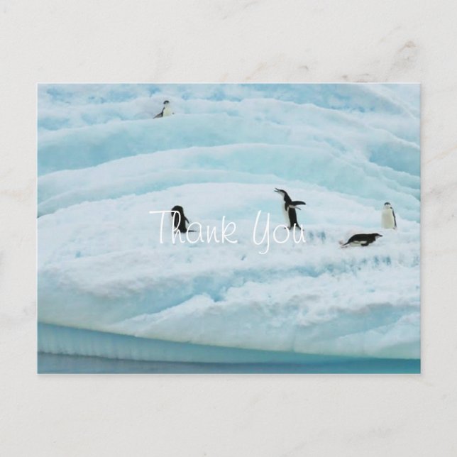 Funny Pinguins Vielen Dank Postkarte (Vorderseite)