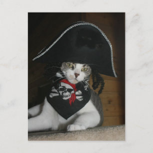 Funny Pirate Cat Postkarte