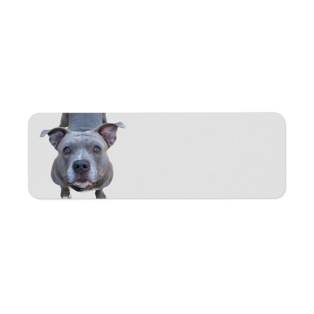 Funny Pitbull Address Labels (Vorne)