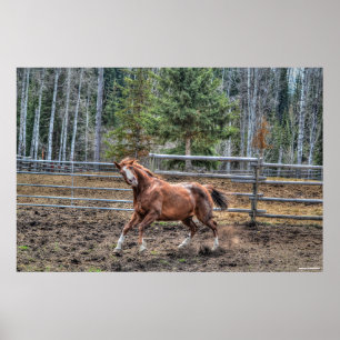 Funny, Playful Kastnut Ranch Horse Equine Foto Poster