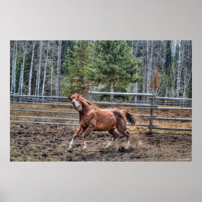 Funny, Playful Kastnut Ranch Horse Equine Foto Poster (Vorne)