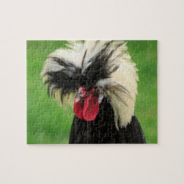 Funny Polish Rooster Puzzle (Horizontal)