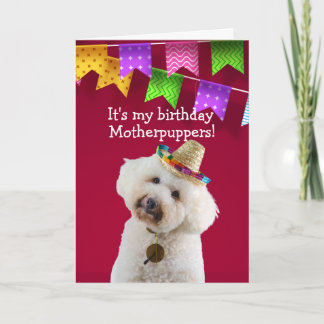Funny Poodle Hund Geburtstagkarte Karte