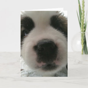 Funny Puppy Nose Karte