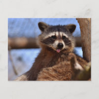 Funny Raccoon Sticken Es ist Zunge-Out