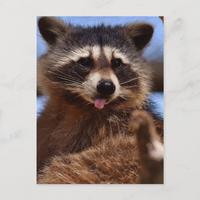 Funny Raccoon Sticken Es ist Zunge-Out Postkarte (Vorderseite)