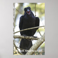 Funny Raven Wildlife Foto Poster