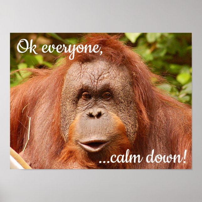 Funny ruhiger Orang-Utan Poster (Vorne)