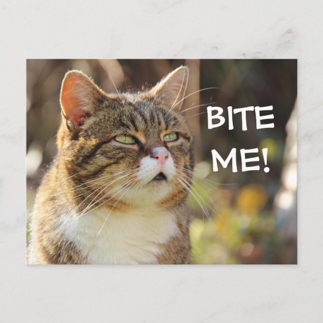Funny Sassy Cat mit Attitude Bite Me Postkarte (Vorderseite)