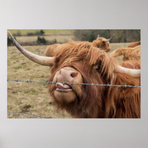 Funny Scottish Highland Cow Poster