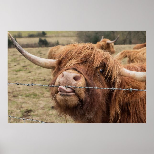 Funny Scottish Highland Cow Poster (Vorne)