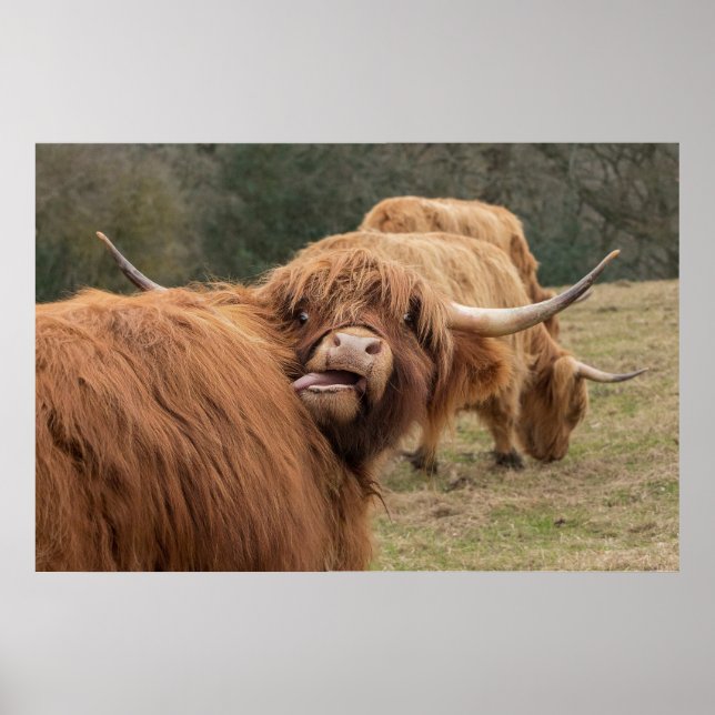 Funny Scottish Highland Cow Poster (Vorne)