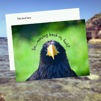 Funny Sea-Falken Bird ・ Custom Ankündigungspostkarte