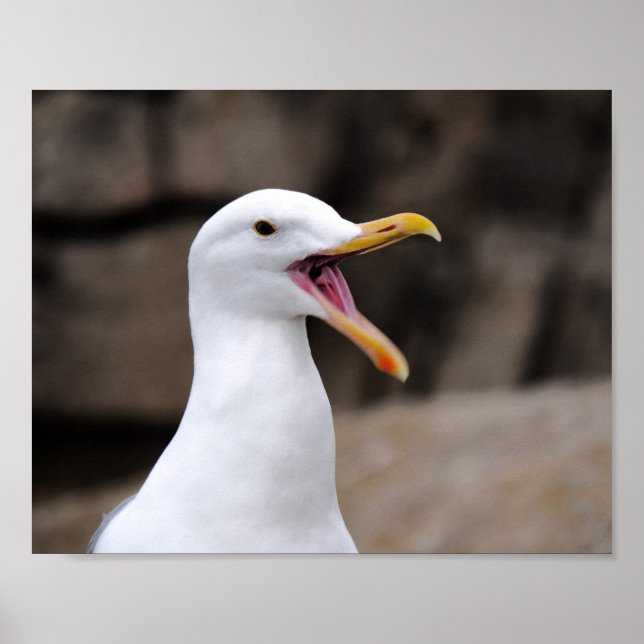 FUNNY Seagull Poster (Vorne)