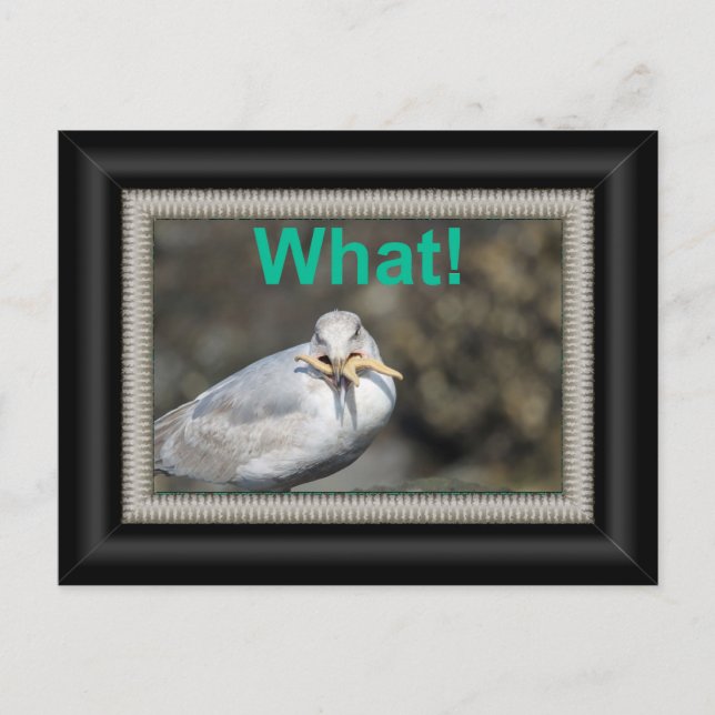 Funny Seagull versucht, einen Seestern zu essen Postkarte (Vorderseite)