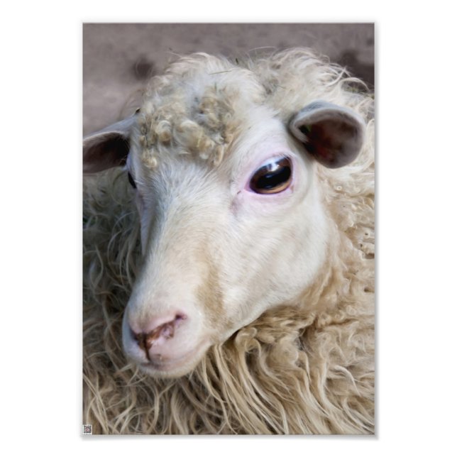 Funny Sheep Fotodruck (Vorne)