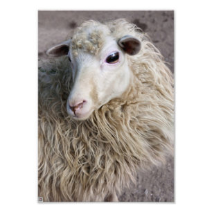 Funny Sheep Fotodruck