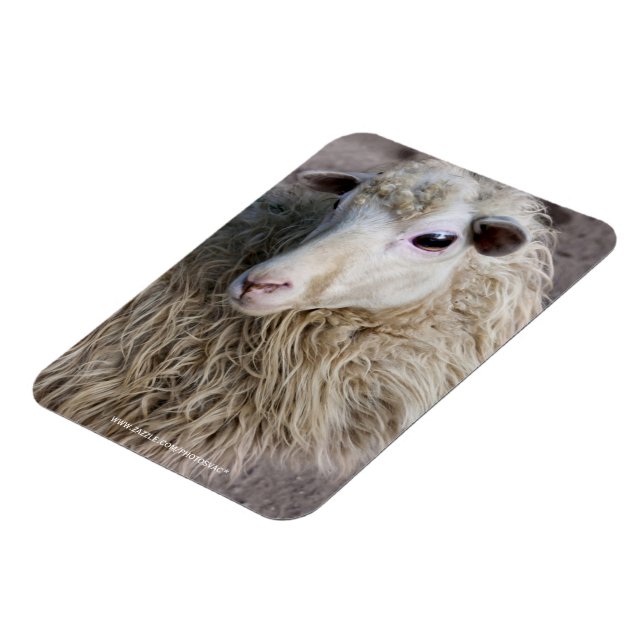 Funny Sheep Magnet (Linke Seite)