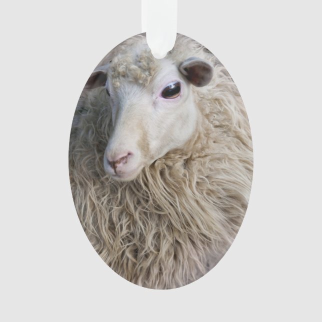 Funny Sheep Ornament (Vorderseite)