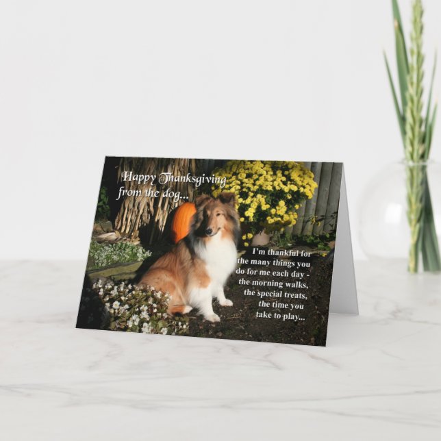 Funny Sheltie Erntedank Card Feiertagskarte (Vorderseite)