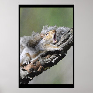 Funny Sleepry Squirrel Blank Card Poster