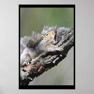 Funny Sleepry Squirrel Blank Card Poster