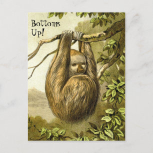 Funny Sloth mit der Postkarte "Bottom Up"