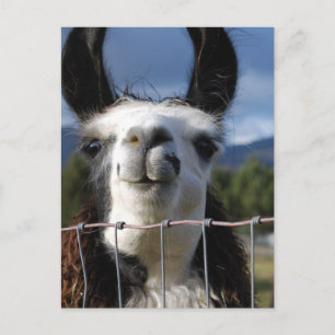 Funny Smilama Llama im Süden Oregons Postkarte