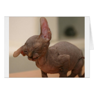 Funny sneeeving sphynx kitten