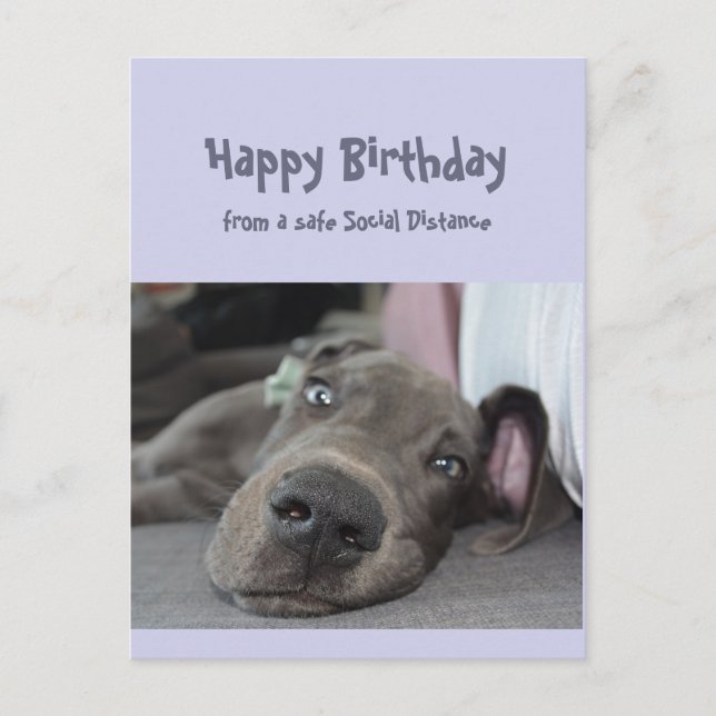 Funny Social Distancing Birthday Great Dane Dog Postkarte (Vorderseite)