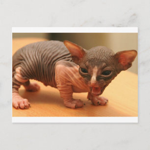 Funny sphynx kitten postkarte