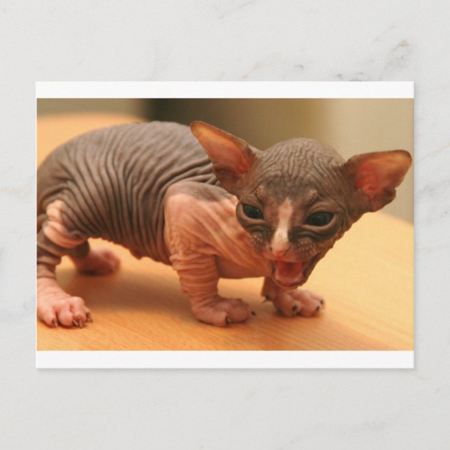 Funny sphynx kitten postkarte (Vorderseite)