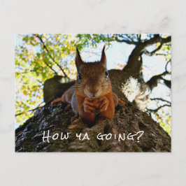Funny Squirrel Cute Animal Hello From Hi Australia Feiertagspostkarte